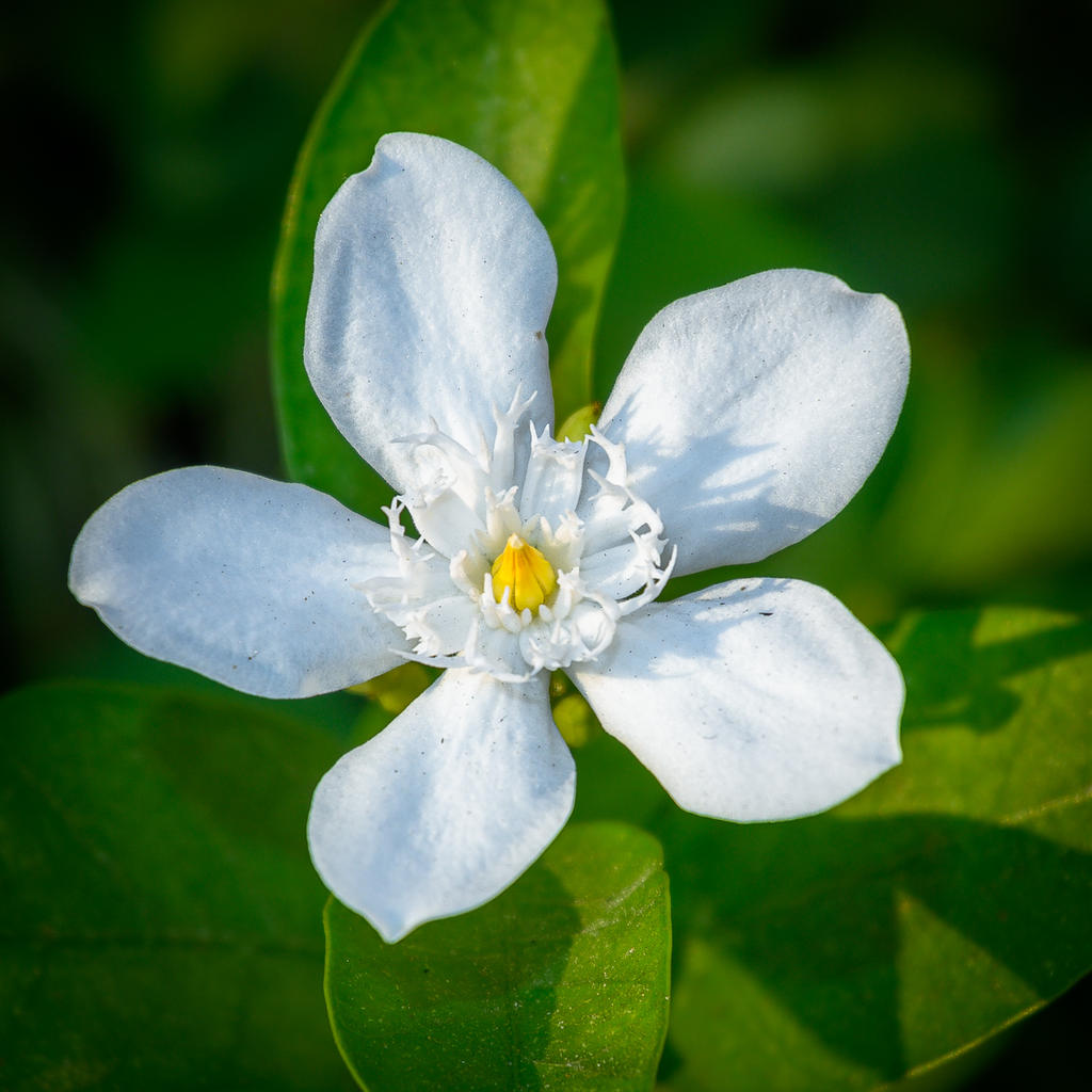 tiny-blossom-1-3.jpg