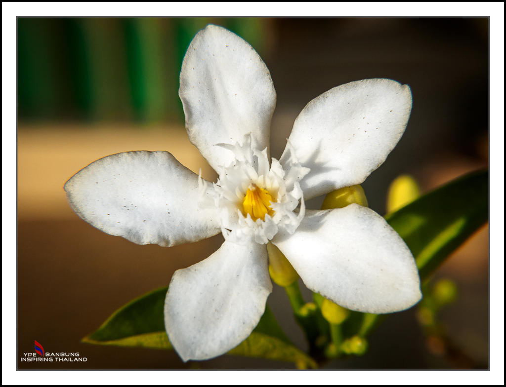 tiny blossom in the morning sun.jpg