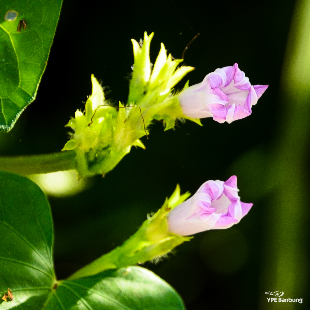tiny-blossoms-1.jpg