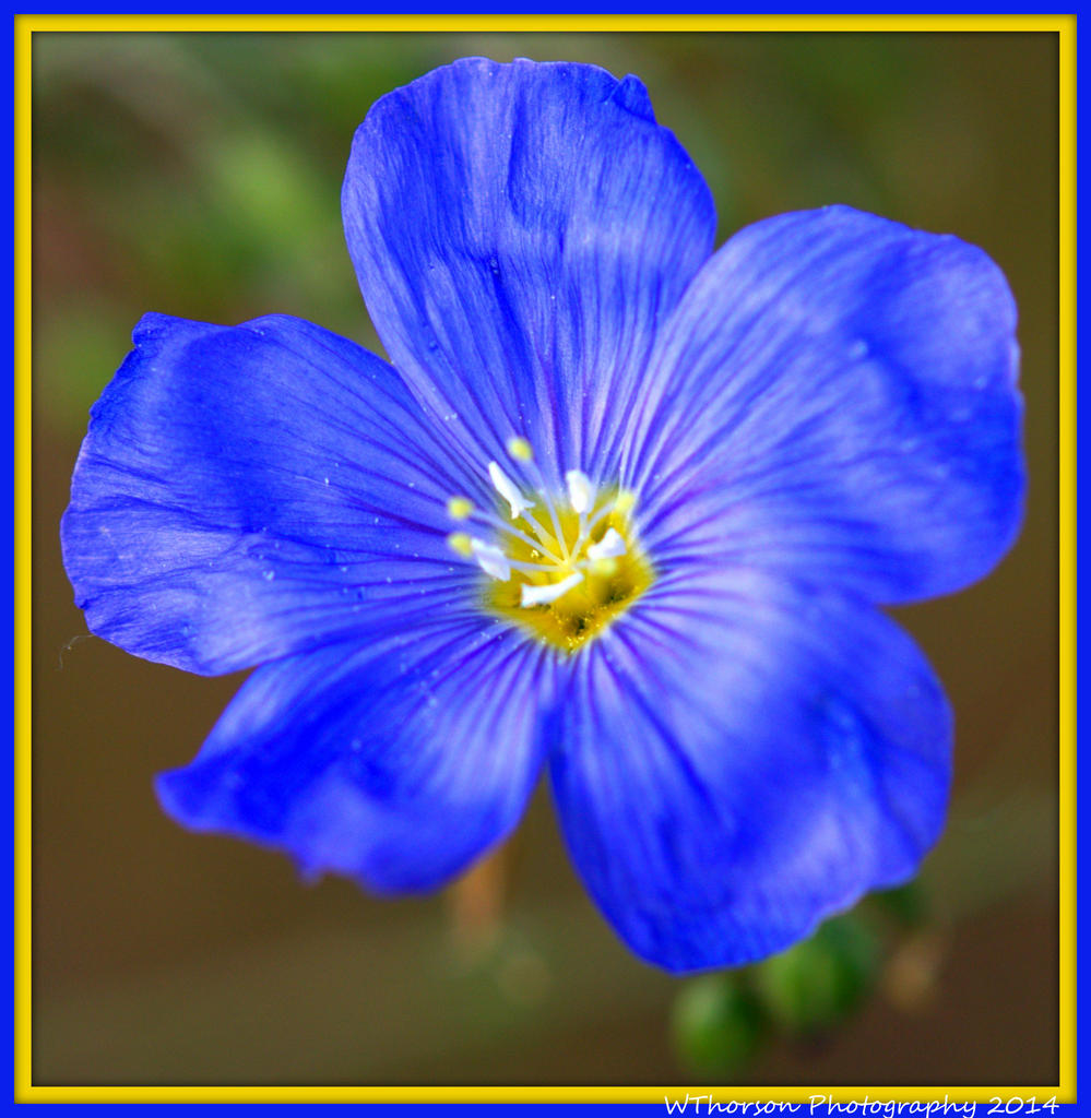 Tiny Blue Wildflower.jpg