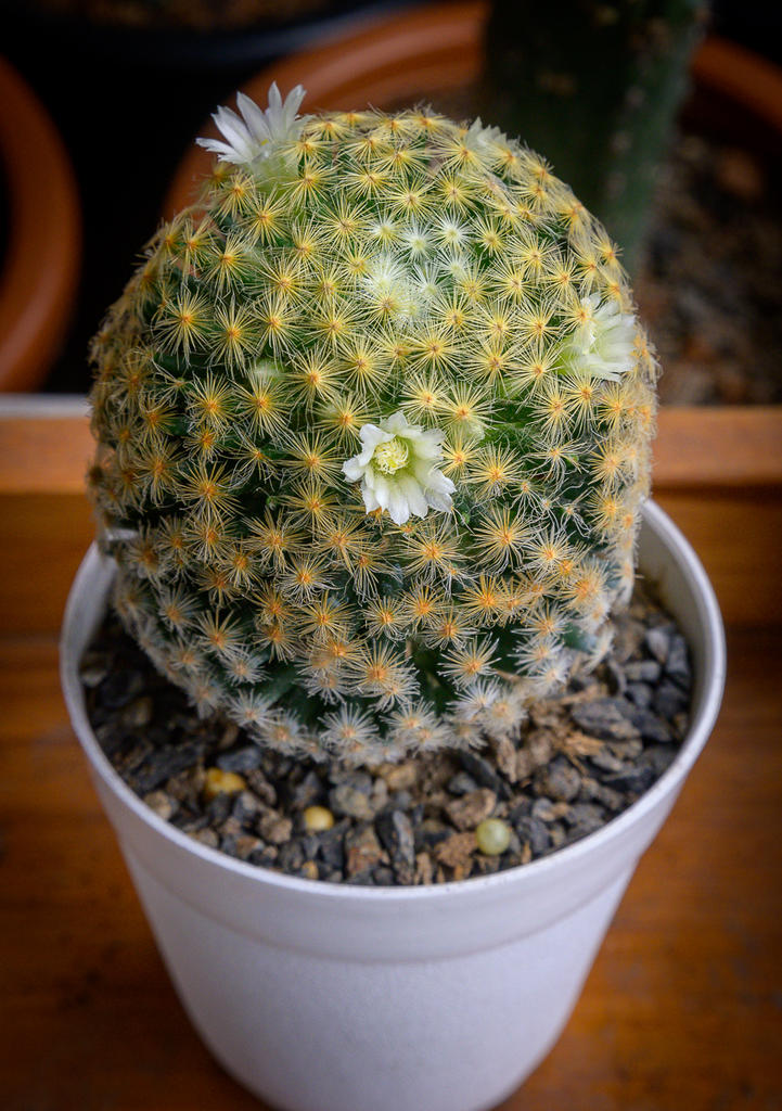 tiny-cactus-flower-1.jpg
