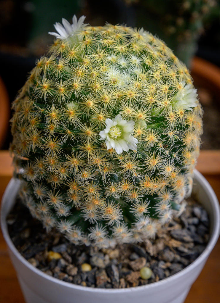 tiny-cactus-flower-2.jpg