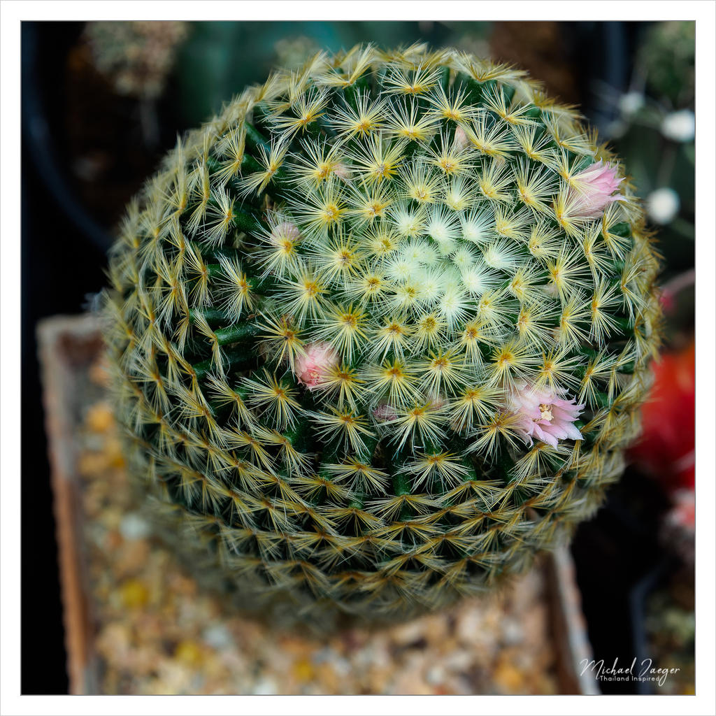 tiny-cactus.jpg