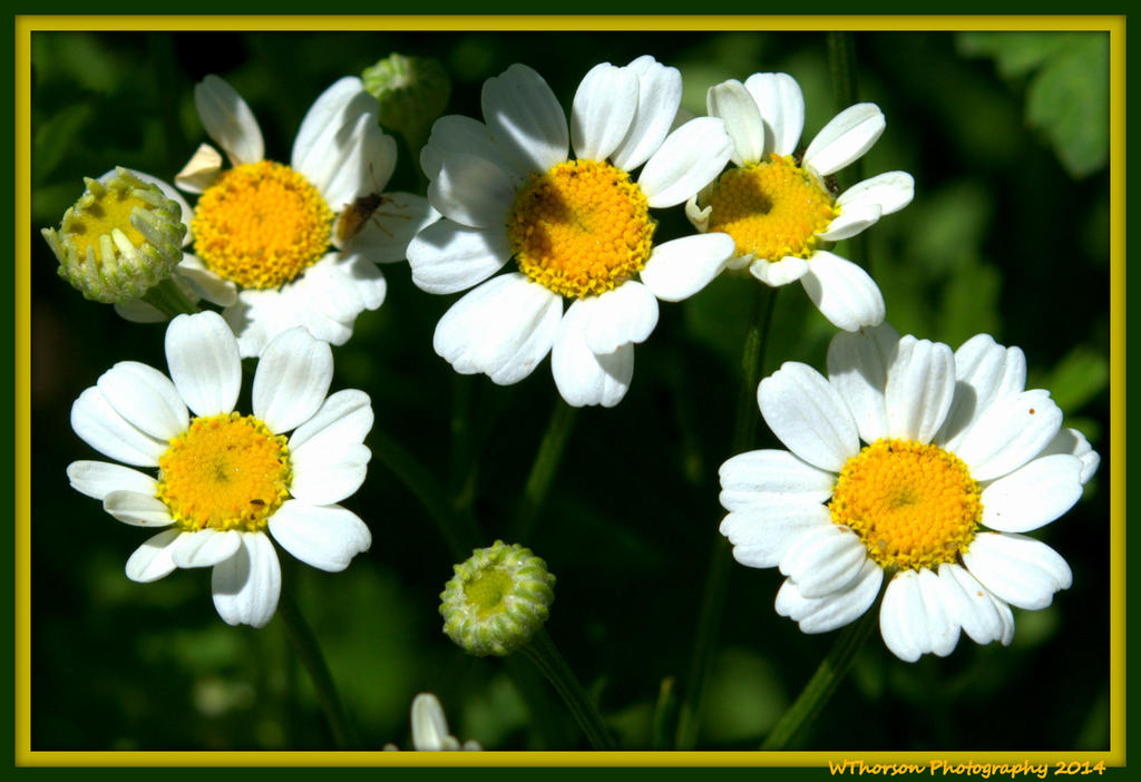 Tiny Dasies with a Photo Bombing Bug.jpg