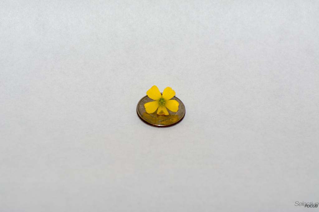 Tiny Flower.jpg