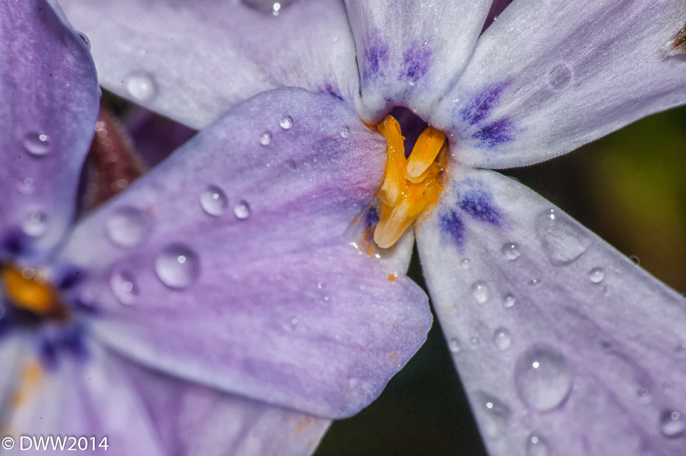 Tiny Flowers (1 of 1).jpg