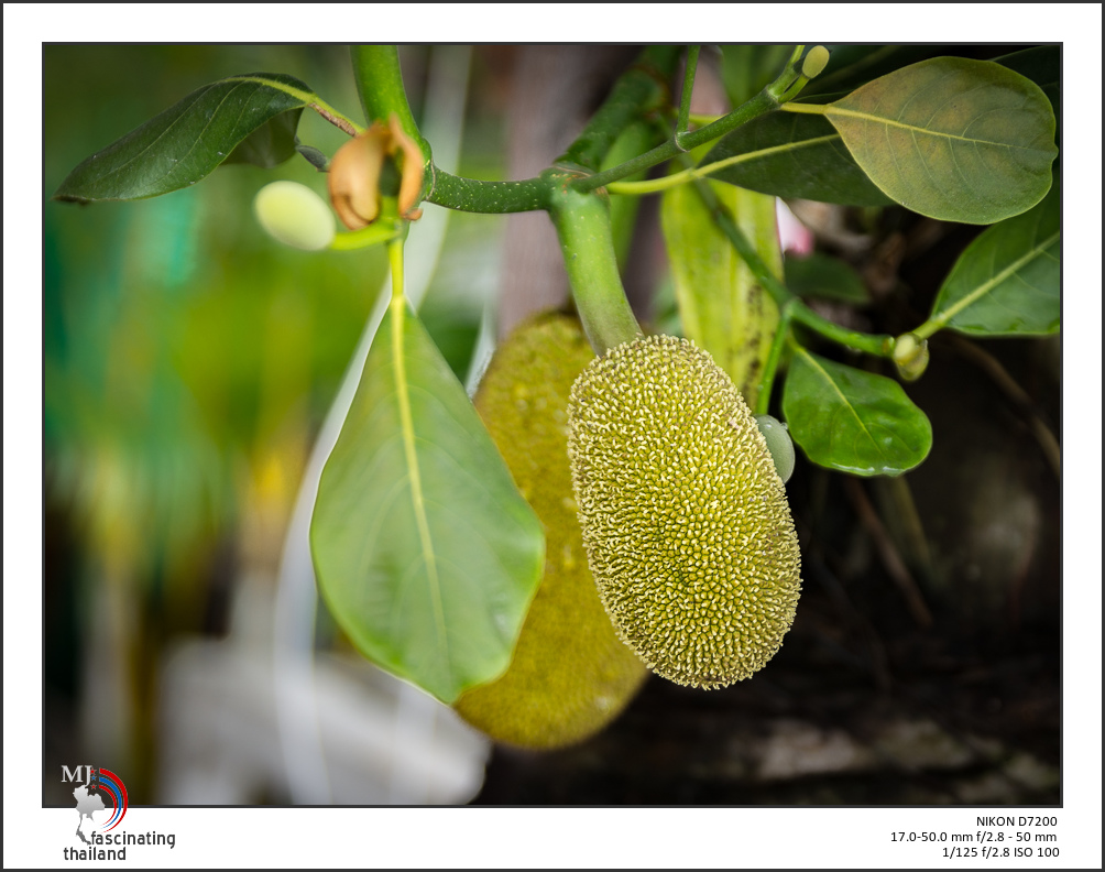 tiny-jackfruit-1.jpg
