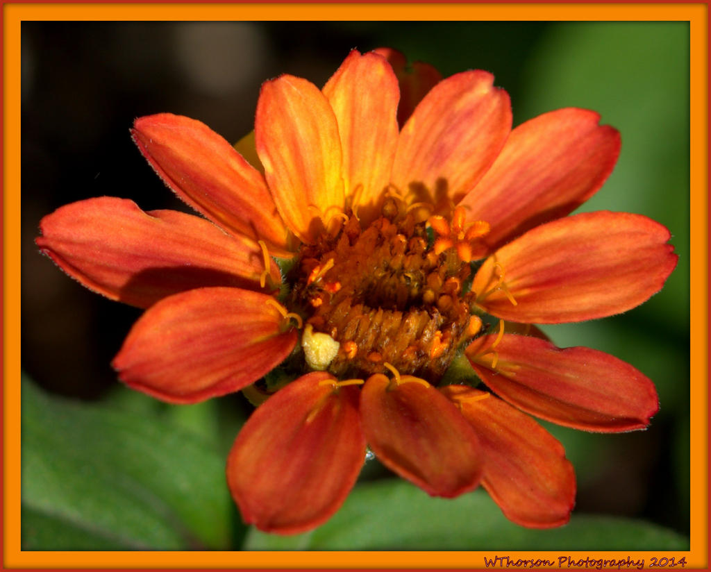 Tiny Orange Zinnea.jpg
