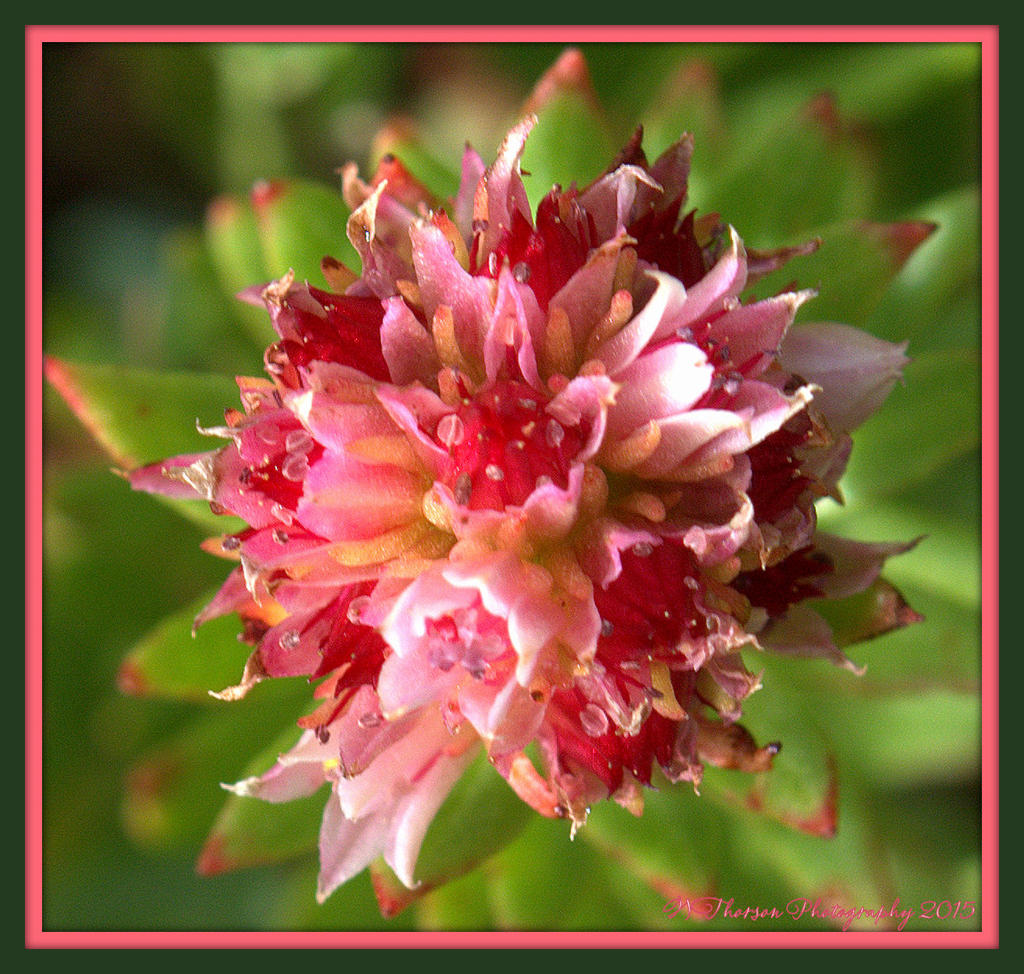 Tiny Pink and Red Flower 8-8-15.jpg