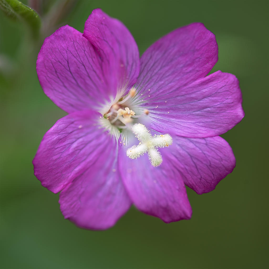 Tiny-Pink.jpg