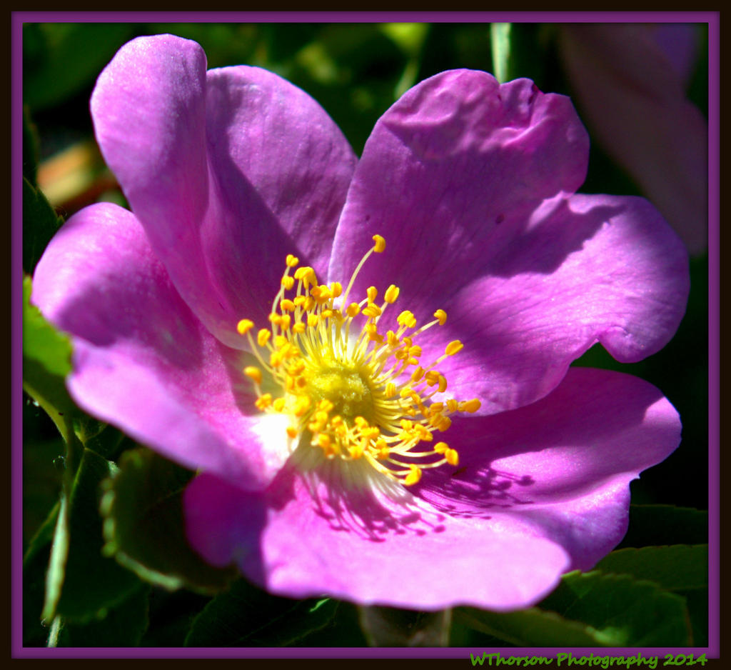 Tiny Pink Wildflower.jpg