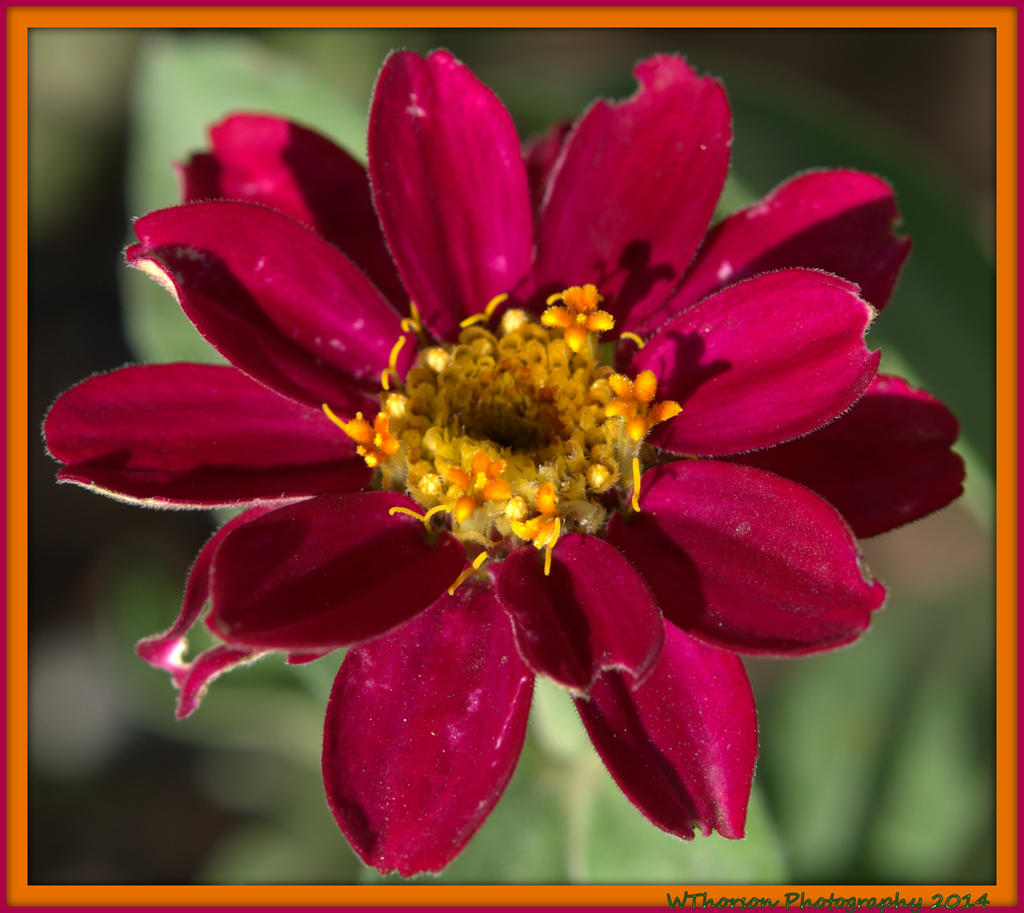 Tiny Pink Zinnia.jpg