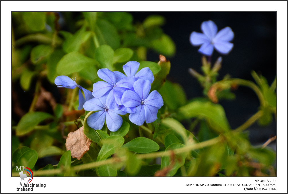 tiny-purple-blossoms-1.jpg