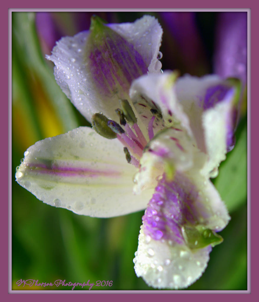 Tiny Purple Flower 3-11-2016.jpg