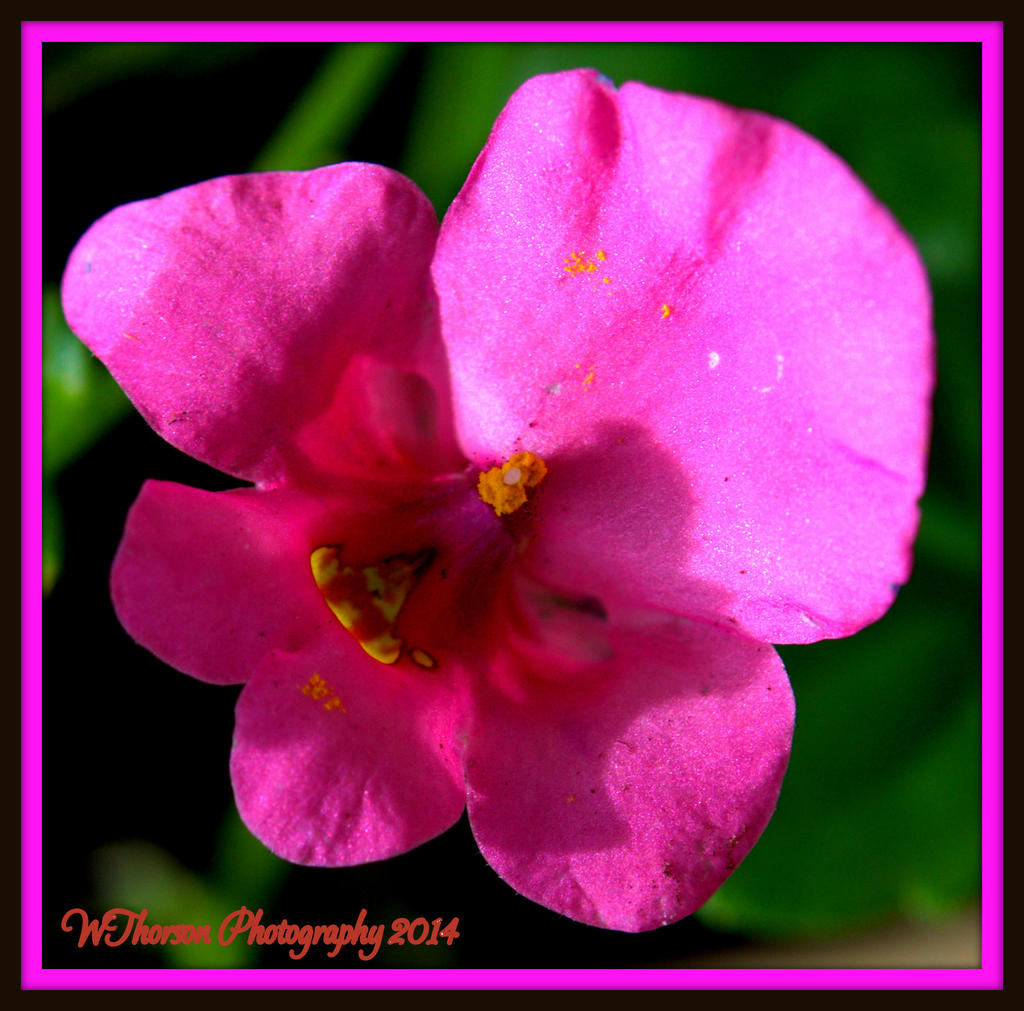 Tiny Purple Flower.jpg