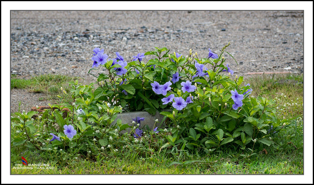 tiny-purple-flowers-1.jpg