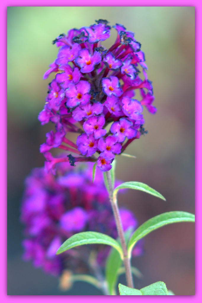 Tiny Purple Flowers.jpg