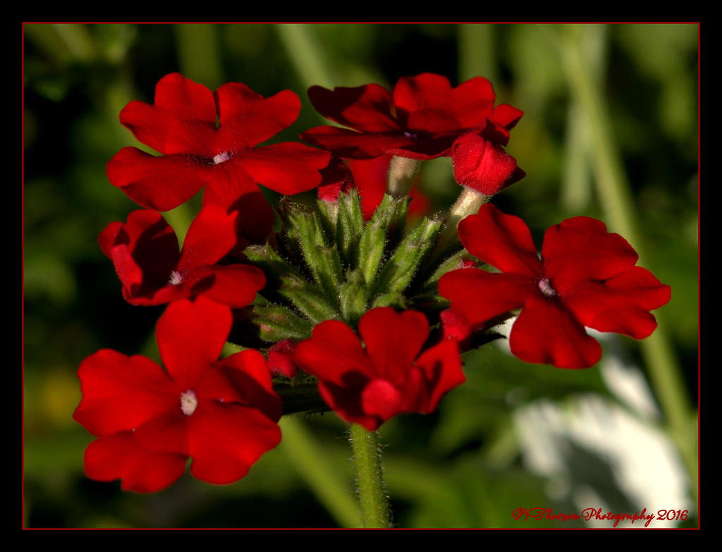 Tiny Red Flowers  5-22-2016.jpg