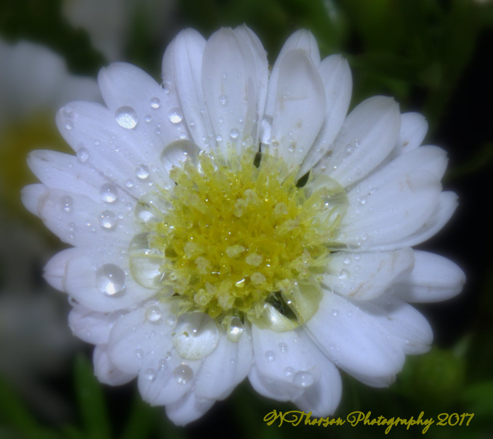 Tiny White Daisy 1-10-2017.jpg