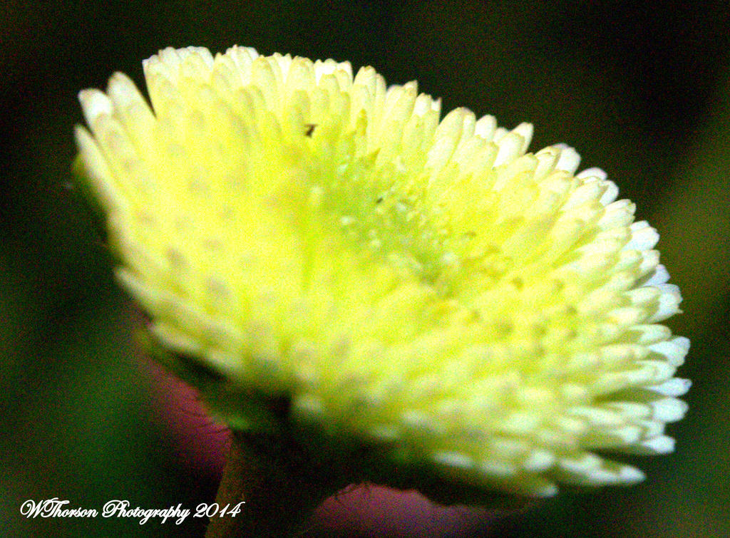 Tiny White Flower.jpg