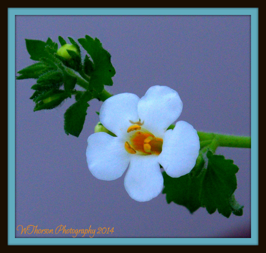 Tiny White Flower.jpg