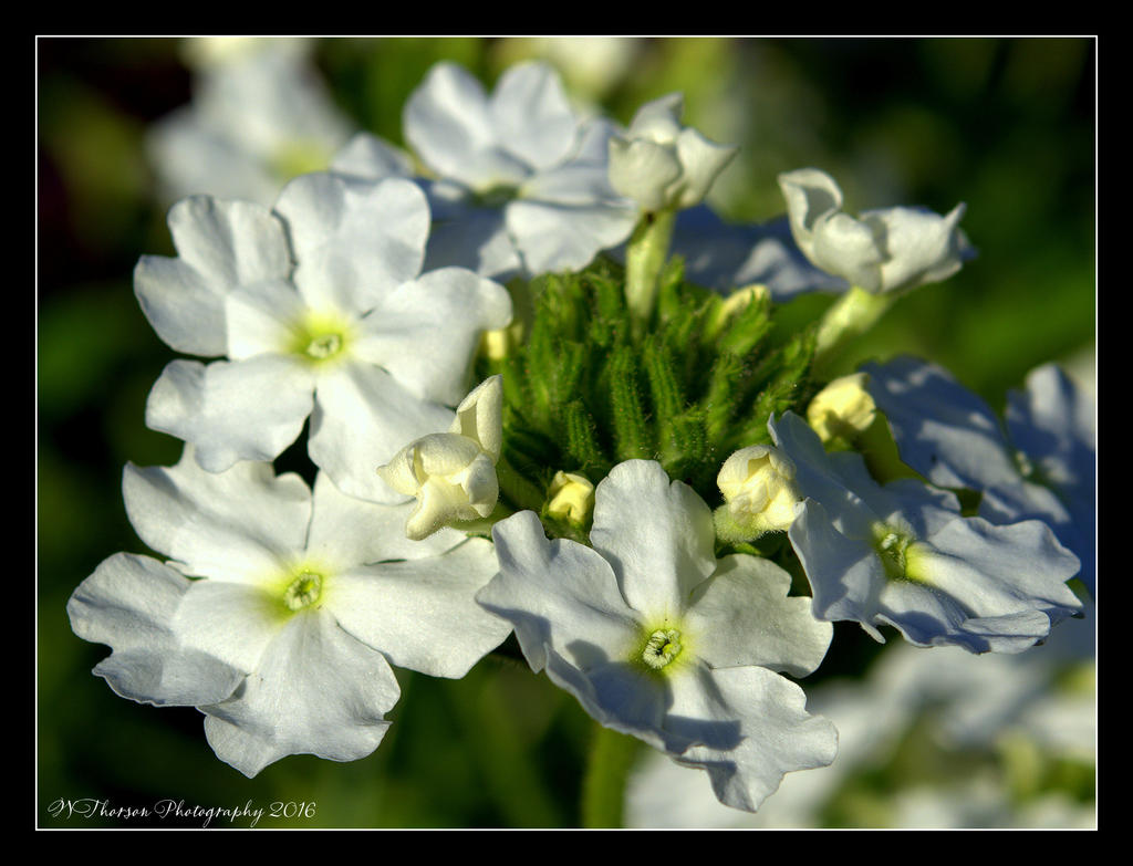 Tiny White Flowers 5-22-2016.jpg