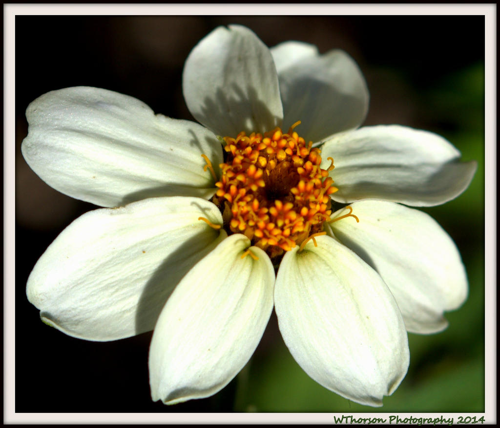Tiny White Zinnia.jpg