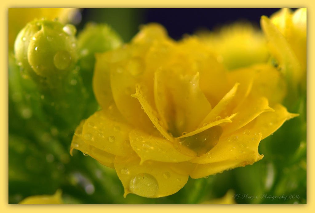 Tiny Yellow Flower 3-28-2016.jpg