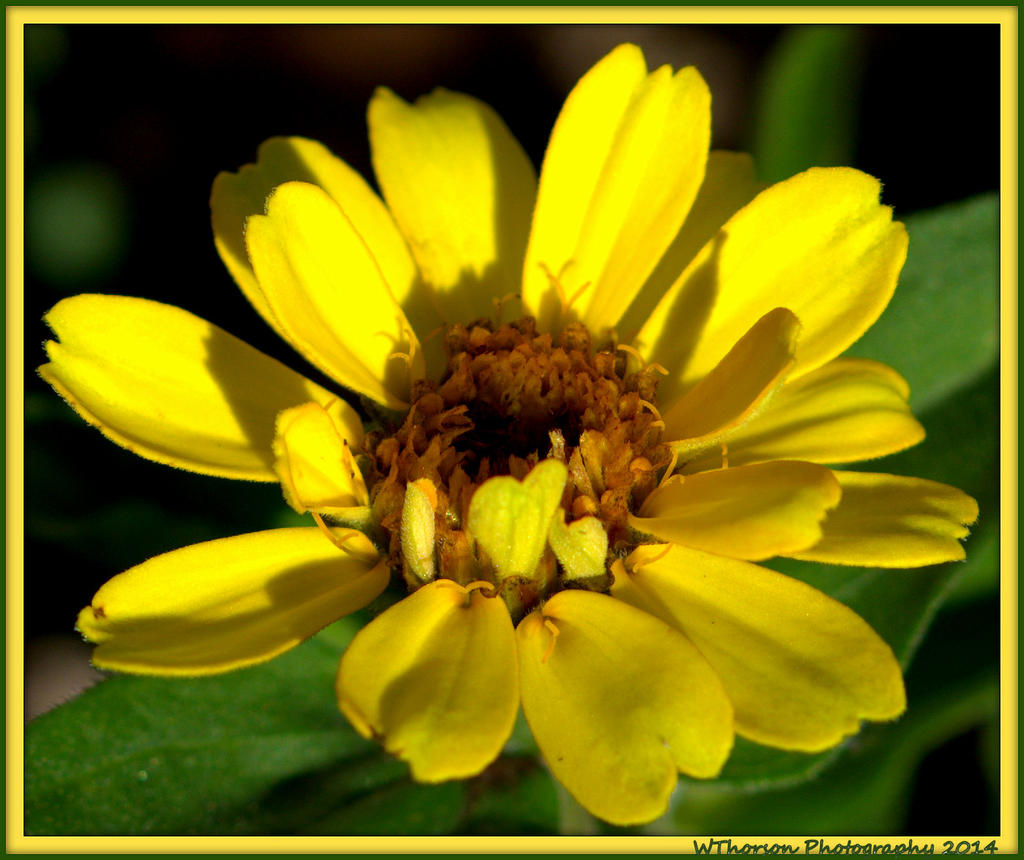 Tiny Yellow Zinnia.jpg