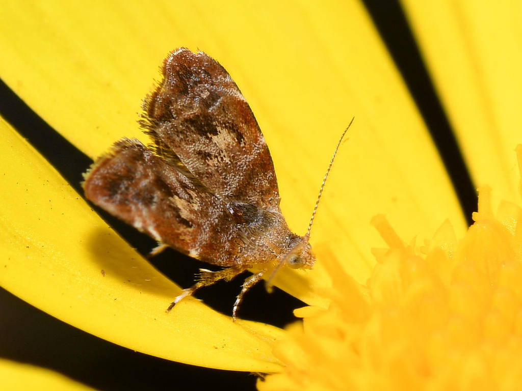 TinyMoth.jpg