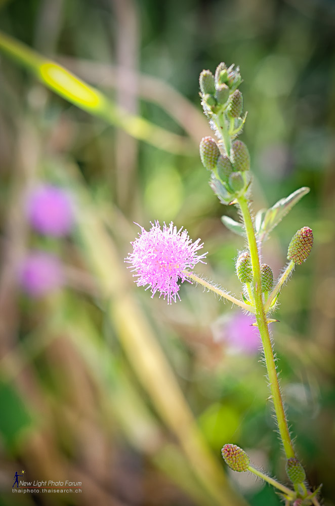 tinypink-1.jpg