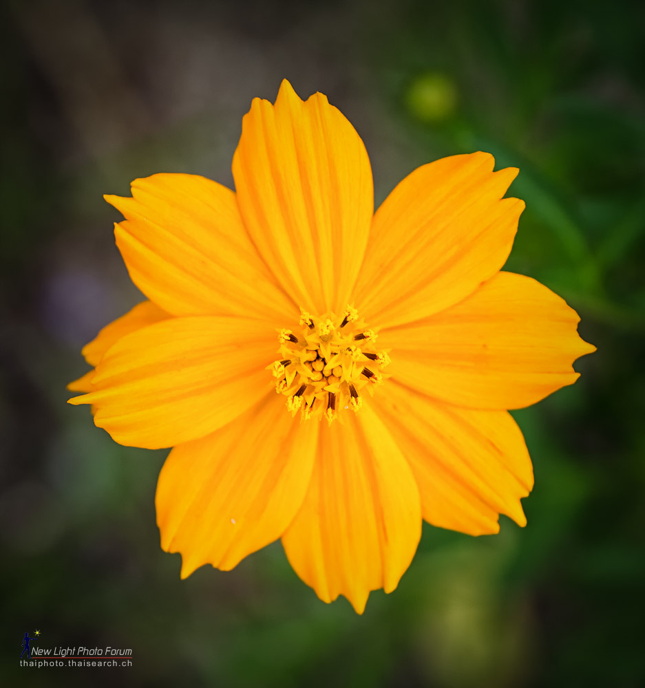 tinyyellow-1.jpg