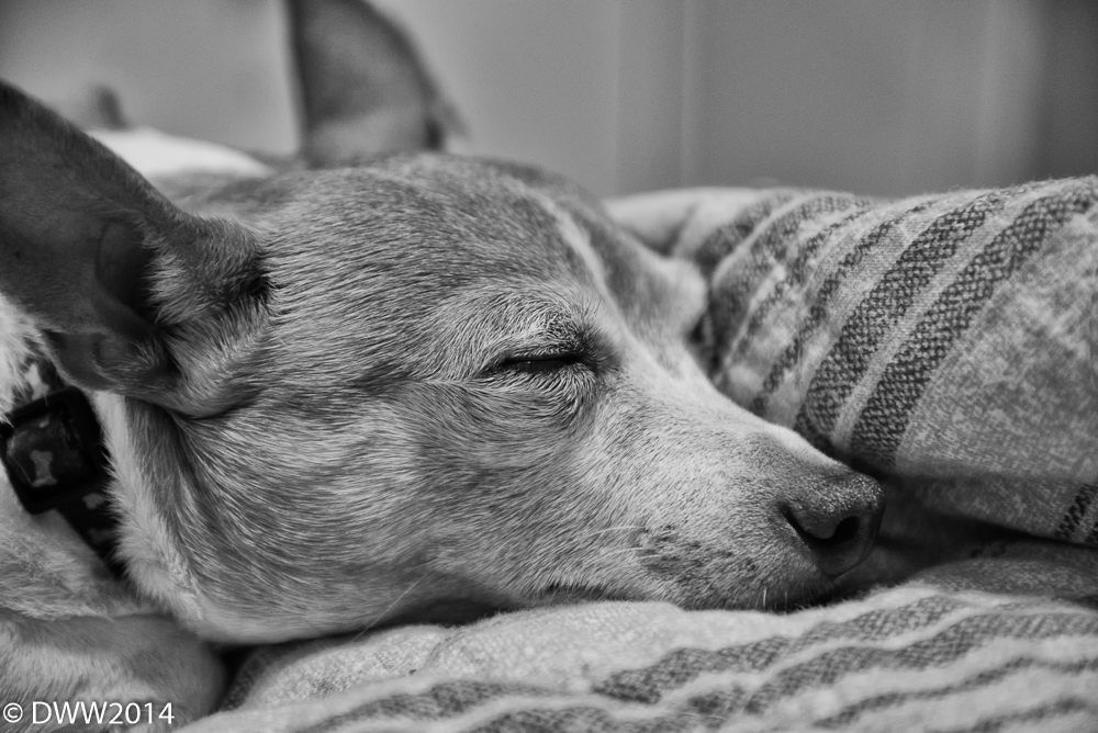 Tired Brutus (1 of 1).jpg