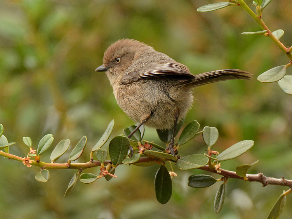 Tit.jpg