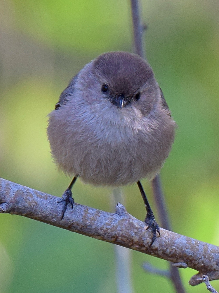 Tit.jpg