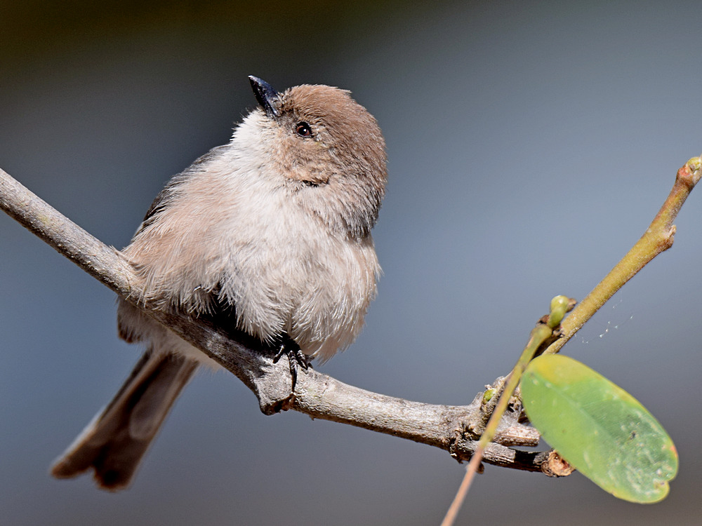 Tit.jpg