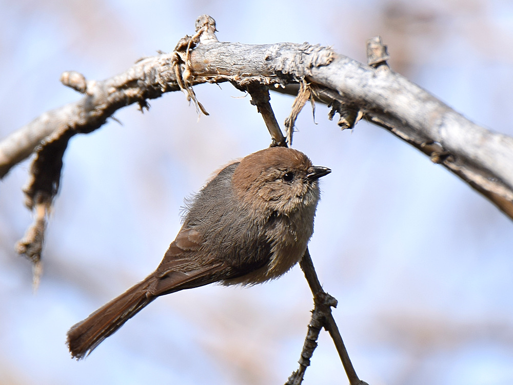 Tit.jpg