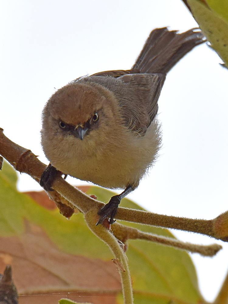 Tit.jpg