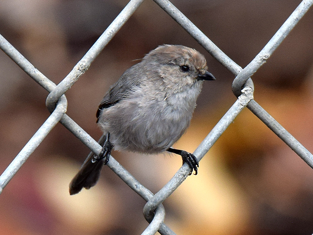 Tit.jpg