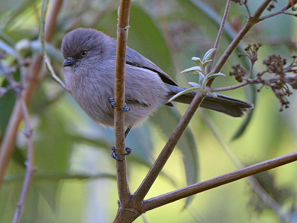 Tit.jpg