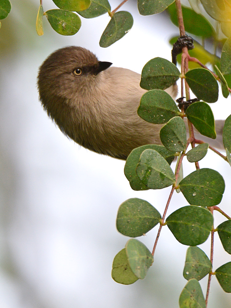 Tit.jpg