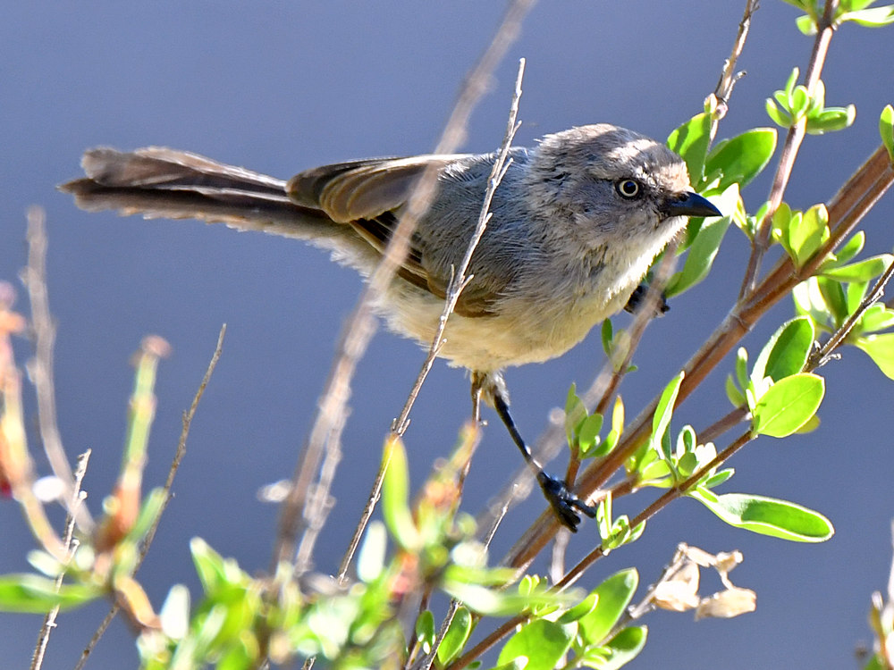 Tit.jpg
