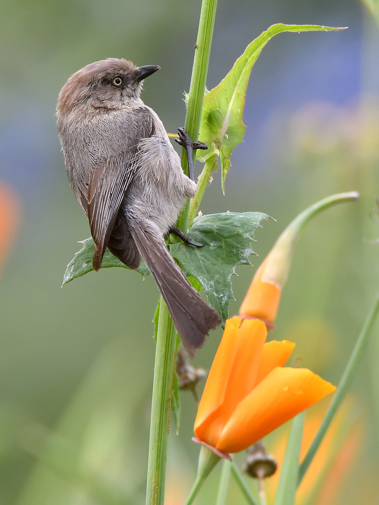 Tit.jpg
