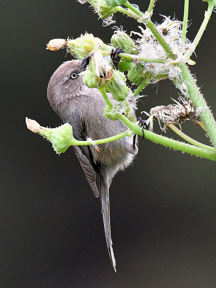Tit.jpg