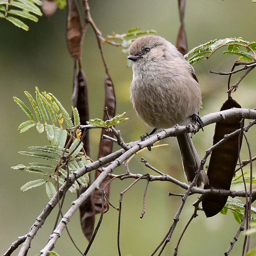 Tit.jpg