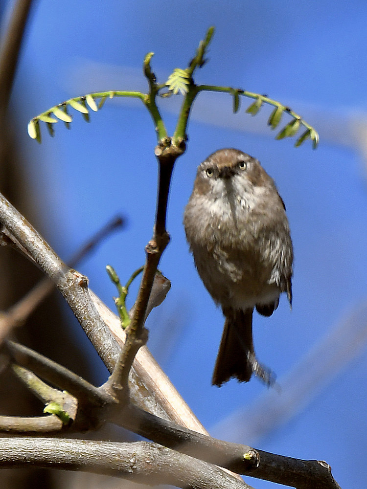 Tit.jpg