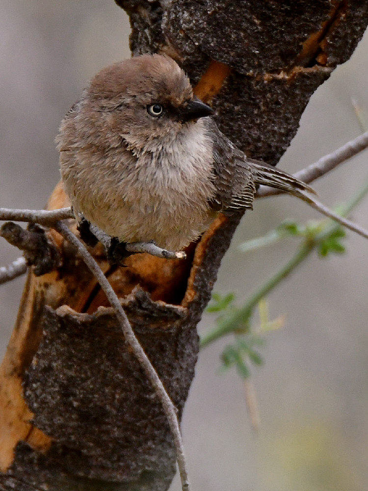 Tit.jpg