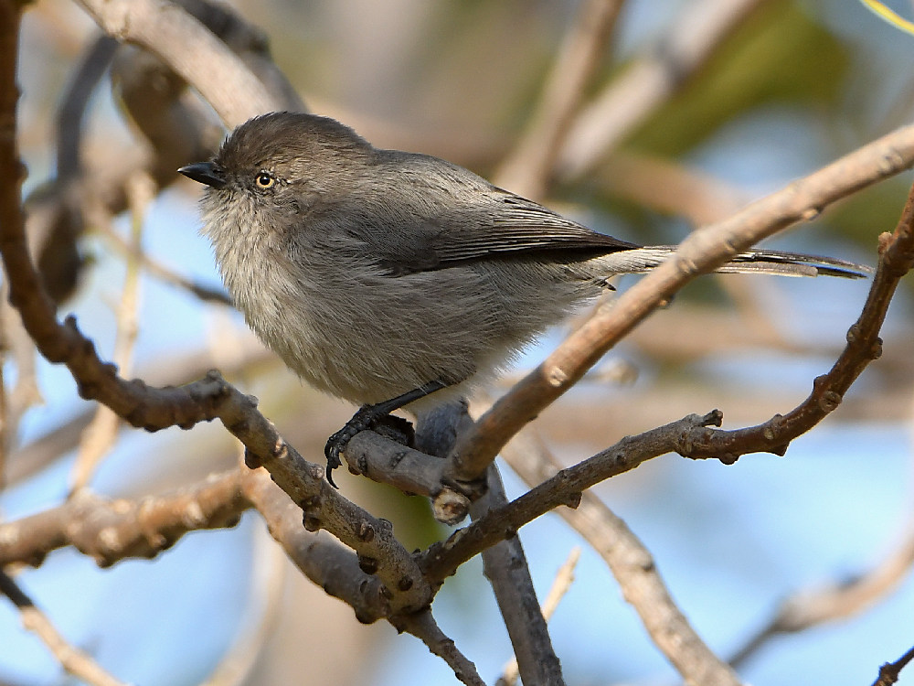 Tit.jpg