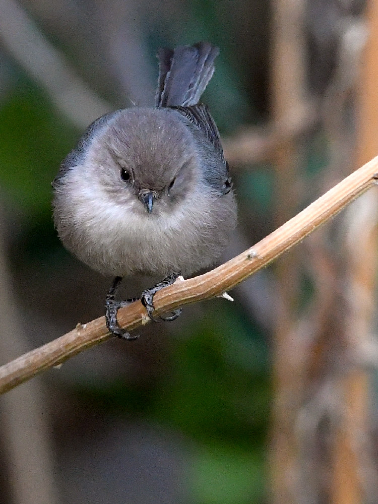 Tit.jpg