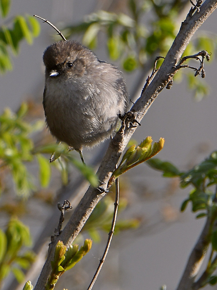 Tit.jpg